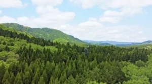 広葉樹と針葉樹