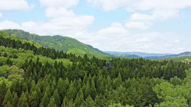 広葉樹と針葉樹